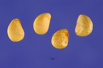 Photo of Rubus chamaemorus L.