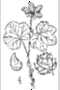 View a larger version of this image and Profile page for Rubus chamaemorus L.