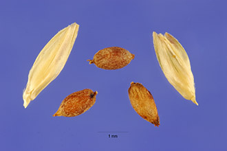 Photo of Eragrostis superba Peyr.