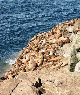 Steller sea lions on Benjamin Island haulout near Juneau, AK