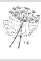 View a larger version of this image and Profile page for Heracleum maximum Bartram