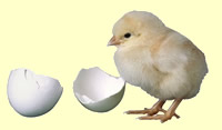 chick just out of its egg