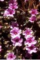 View a larger version of this image and Profile page for Mirabilis multiflora (Torr.) A. Gray