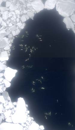 beluga whales in Beaufort Sea ice