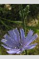 View a larger version of this image and Profile page for Cichorium intybus L.