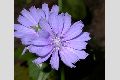 View a larger version of this image and Profile page for Cichorium intybus L.