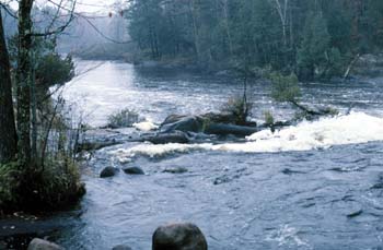 The Wolf River with riffles and forest along the shoreline at the Menominee Reservation, Wisconsin