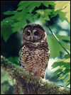 [Photograph]: Northern spotted owl (Strix occidentalis caurina) in an old-growth forest.