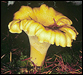 [Photograph]: Chanterelle mushroom.