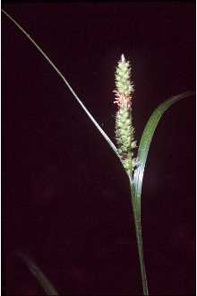 Photo of Carex bushii Mack.