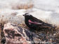 male Black Rosy-Finch