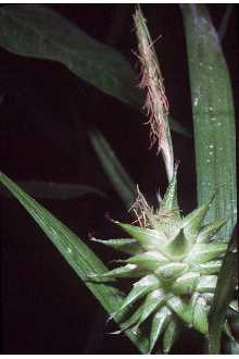 Photo of Carex grayi Carey