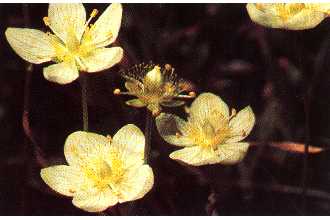 Photo of Parnassia palustris L.