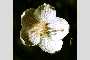 View a larger version of this image and Profile page for Parnassia palustris L.