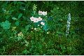 View a larger version of this image and Profile page for Parnassia palustris L.