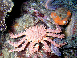 Juvenile King crab