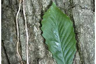 Photo of Quercus prinus L.