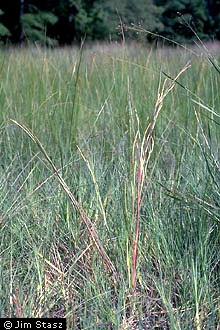 Photo of Coelorachis rugosa (Nutt.) Nash