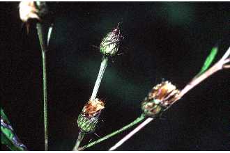 Photo of Vernonia noveboracensis (L.) Michx.