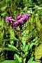 View a larger version of this image and Profile page for Vernonia noveboracensis (L.) Michx.