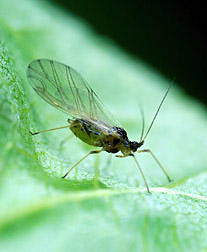 An alate (winged) green peach aphid, Myzus persicae: Click here for photo caption.