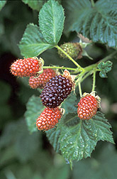 Photo: Blackberries on the bush. Link to photo information