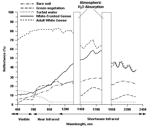 Figure 3: Line graph of reflective percentages of Bare soil, Green vegetation, Turbid water, White-fronted Geese, and Adult White Geese across wavelengths of 450-2450 nm with two regions of Atmospheric Water Absorption.