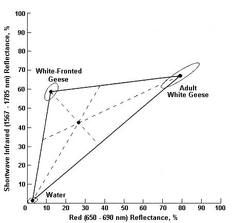 Figure 5: Line graph showing midpoint between three graphed points of infared versus red reflectance for White-fronted Geese, White Adult Geese, and Water.