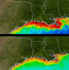 Phytoplankton along Gulf Coast in summer and winter