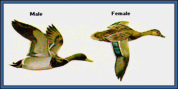 GIF -- Picture of Mallards in Flight