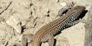 Picture of lizard resting on a rock.