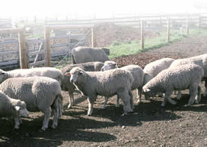 photo - sheep in a pen