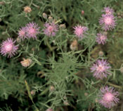 Photo of spotted knapweed Photo: Bonnie Harper-Lore, FHWA