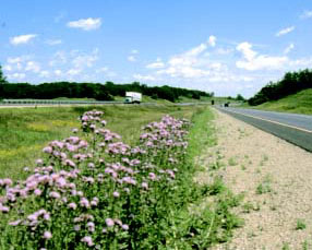 Photo of thistle along roadway Photo: Bonnie Harper-Lore, FHWA