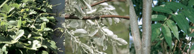 Photo of kudzu, Russian Olive, Tree of Heaven Photos: Bonnie Harper-Lore, FHWA