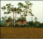 photo of trees in a prairie