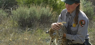 National Park Resource Scientists catch, collar, and release bobcats as part of a urban wildlife study.