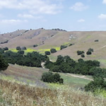 Cheeseboro Canyon is in the Simi Hills is graced with valley and coast live oaks.