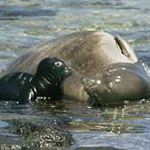 Monk Seal & pup