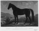 Florida (horse)