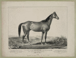 The celebrated horse Lexington