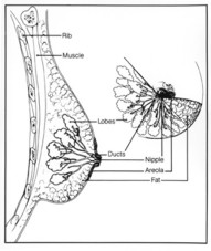 This diagram shows the parts of the breast and the chest wall.