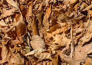 Imagen de hojas en el suelo