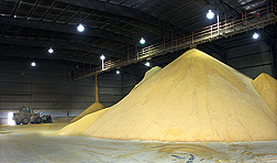 A large pile consisting of tons of distiller's dried grains being held in storage at an ethanol plant. Link to photo information