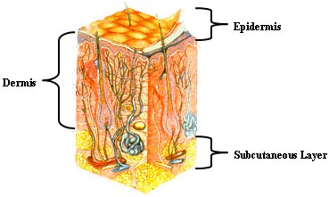 Illustration, indicating epidermis, dermis, and subcutaneous layer.
