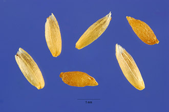 Photo of Phleum alpinum L.
