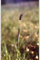 View a larger version of this image and Profile page for Phleum alpinum L.