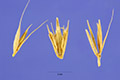 View a larger version of this image and Profile page for Hordeum pusillum Nutt.