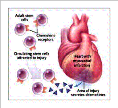 Figure 1. Homing Hypothesis