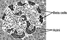 Pancreatic Islet